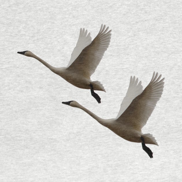 Trumpeter Swans- Angels in Flight by Whisperingpeaks